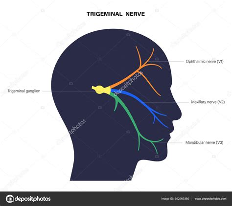 Trigeminal nerve diagram Stock Illustration by ©Pikovit #502969380