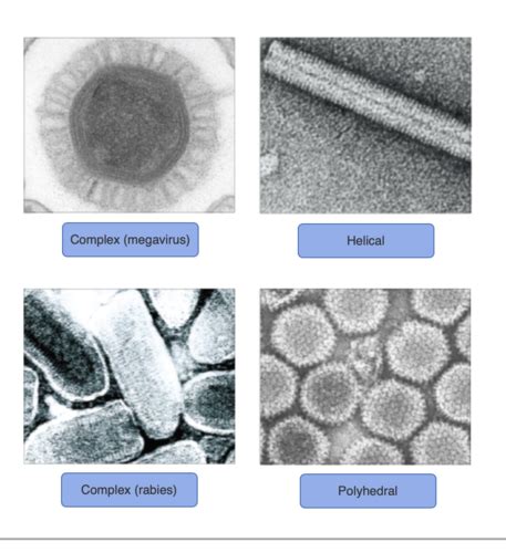 Microbiology Mastering Ch 13 Flashcards Quizlet