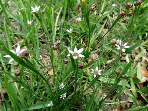 Annual Blue Eyed Grass Project Noah