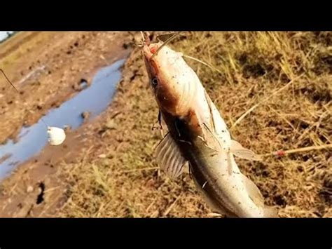 Pescaria Em Vala De Arroz Depois De Muita Enchente Saiu Jundi E