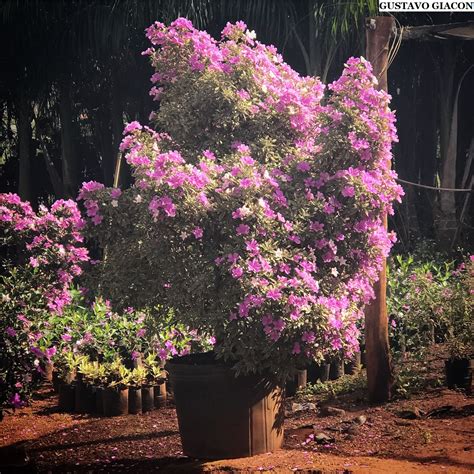 Viveiro Ciprest Plantas Nativas E Ex Ticas Fevereiro