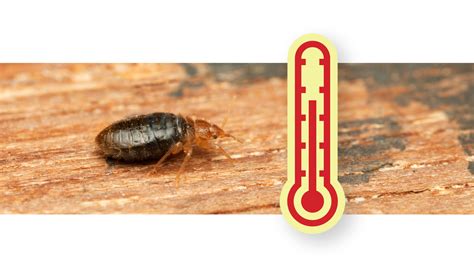 Does Heat Kill Bed Bugs Dodson Pest Control