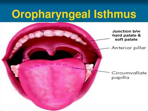 Oropharyngeal Isthmus