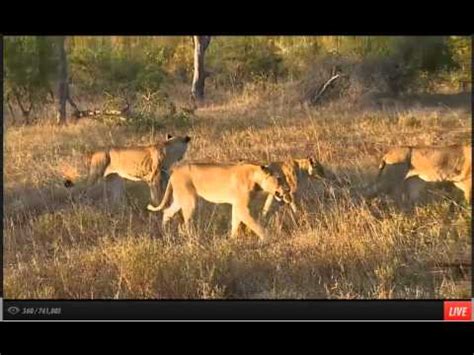 Apr 13 WildEarth Safari PM Drive Nkuhuma Pride Of Lions Part Two YouTube