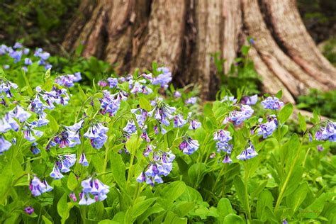 Virginia Bluebells Photograph by Christina Rollo - Fine Art America