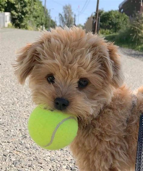 He Loves Playing Fetch Aww Super Cute Puppies Cute Little Puppies