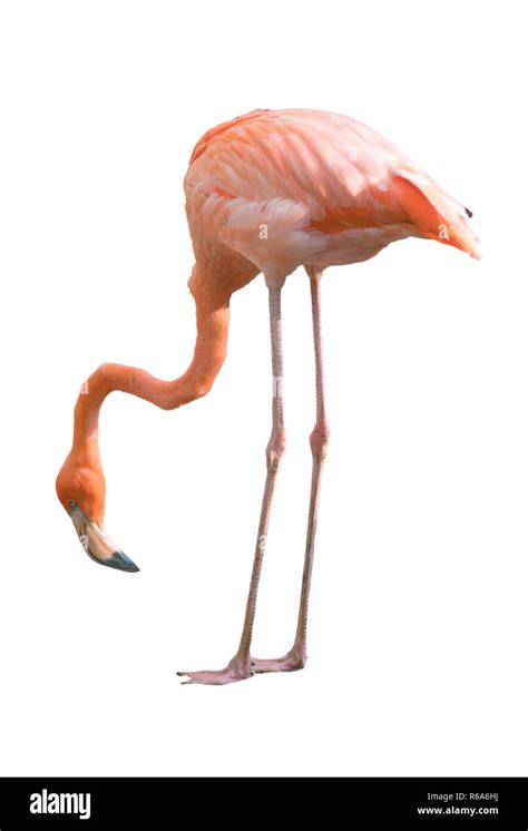 Beak flamingo beak Cut Out Stock Images & Pictures - Alamy