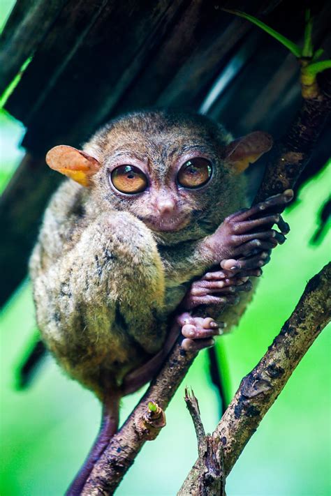 Unique Animals Found In The Philippines - Animals World