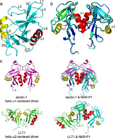 The Structure Of Human Nkr P Shows A Unique Dimerization Interface A