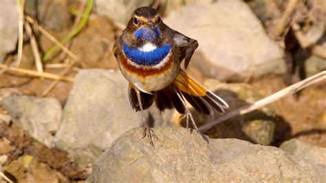 Así es el ruiseñor pechiazul una de las grandes joyas ornitológicas de