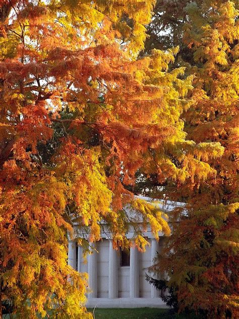 Cincinnati Spring Grove Cemetery Arboretum Bald Cypress Tree