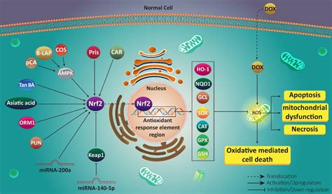 Targeting Nrf2 Signaling Pathway In Chemoprotection Regulation Of Nrf2