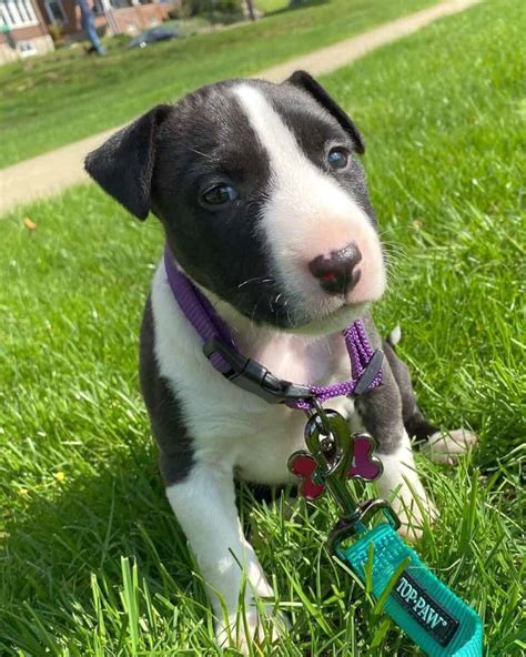 English Bull Terrier Pitbull Mix