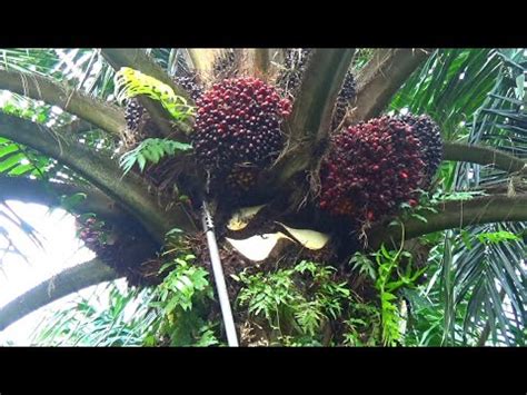 Panen Buah Kelapa Sawit Musang King Youtube