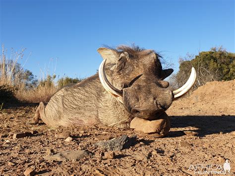 Warthog Hunting South Africa