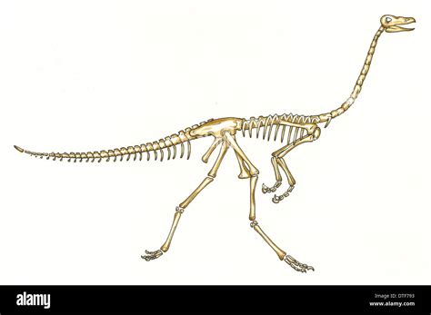 Dinosaurio Esqueleto Im Genes Recortadas De Stock Alamy