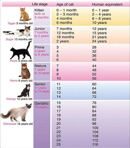 Feline Aging | NOVA Cat Clinic