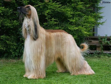 Afghanischer Windhund