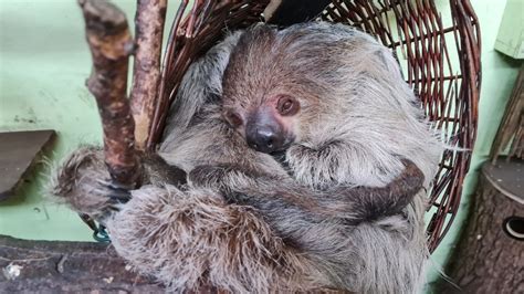 Zu Besuch Im Tierpark Nordhorn Doppelter Faultier Nachwuchs Ems