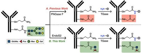 Site Specific Conjugation Of Native Antibody Transglutaminase Mediated