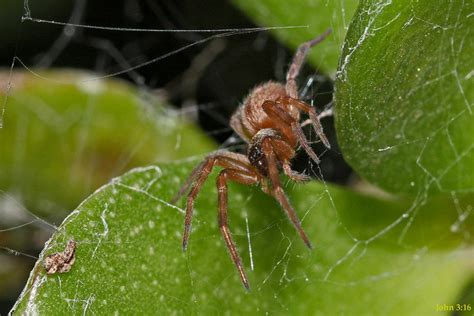 Web Walking Brown House Spider Badumna Longinqua Seen On Flickr