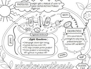 Photosynthesis Sketch Notes Doodle Notes Coloring Sheet By Sketchy