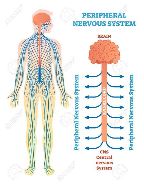 Peripheral nervous system, medical vector illustration diagram with ...