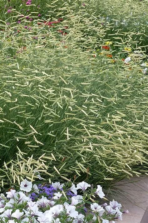 Buy Blonde Ambition Blue Grama Grass Plants Free Shipping Wilson Bros Gardens 6 Pack Of 1