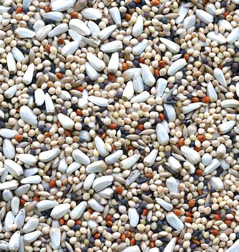 Types Of Bird Seed For Wild Birds Wild Birds Seeds Birds