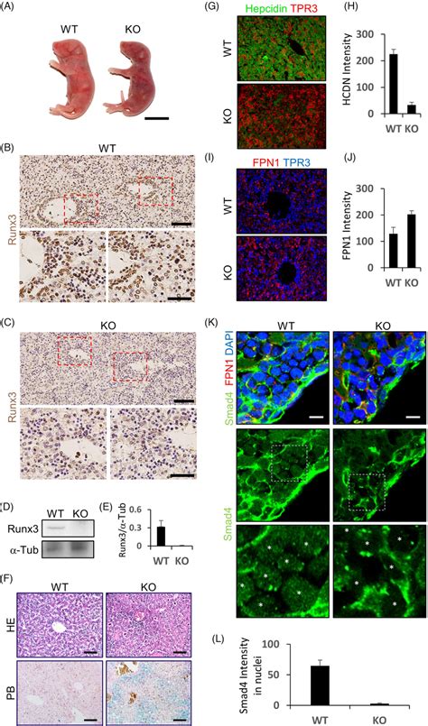 Runx Knockout Mice Showed A Haemochromatosislike Phenotype A