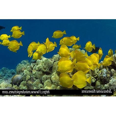 Pez Cirujano Amarillo Zebrasoma Flavescens Ficha T Cnica Completa