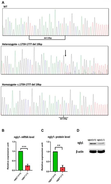 Frontiers Ngly1 Deficiency Zebrafish Model Manifests Abnormalities Of