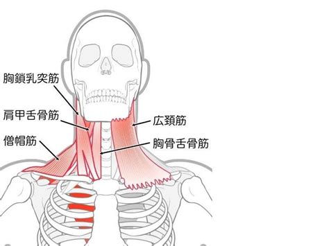 首こりは放置厳禁！【寝たまま1分】縮んで硬くなった首の前側を3方向に伸ばす首こり解消ストレッチ ヨガジャーナルオンライン