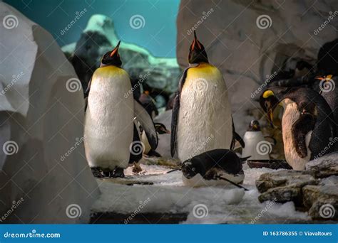Emperor Penguins in Antarctica Area at Seaworld 13 Editorial Image