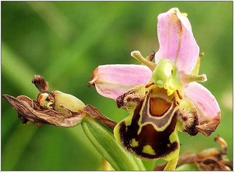 Wildflowers Bee Orchid Ophrys Apifera