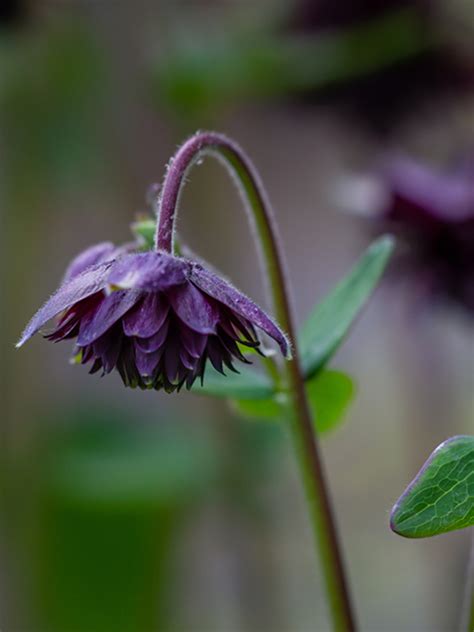 Aquilegia Vulgaris Black Barlow The Beth Chatto Gardens