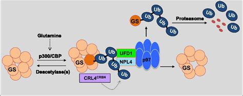 P Vcp Promotes Degradation Of Crbn Substrate Glutamine Synthetase And