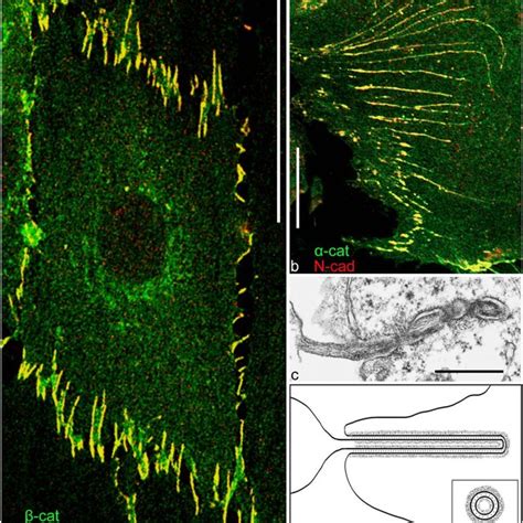 Double Label Immunofluorescence Microscopy A B And Conventional Download Scientific Diagram