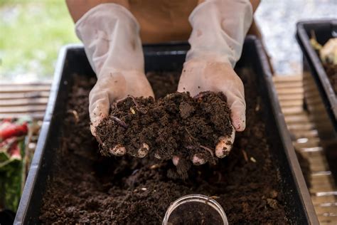 Beneficios del humus de lombriz para tu jardín Mejor con Salud