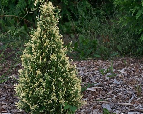 Туя западная "Сноу Тип" (Snow Tip) - купить саженцы с доставкой почтой ...