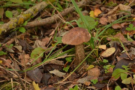 Seta Bolete Silvestre Leccinum Duriusculum Que Crece En El Bosque De