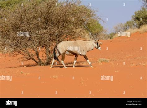 A South African Oryx Oryx Gazella Walking Across The Red Sand Dunes