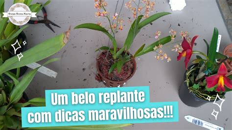 Dicas Dona Maria Um Belo Replante Dicas Maravilhosas Youtube