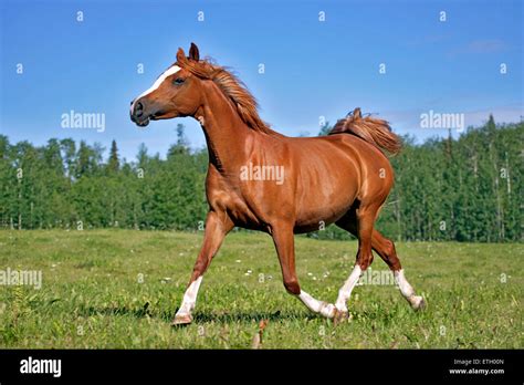 Chestnut Arabian Mare Trotting In Meadow Stock Photo Royalty Free