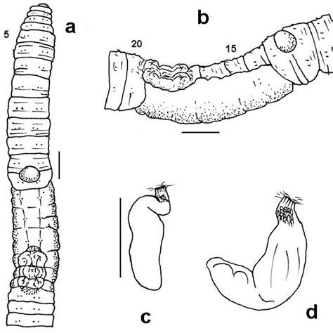 Gross morphology of oligochaetes A-Branchiura sowerbyi (Tubificidae ...