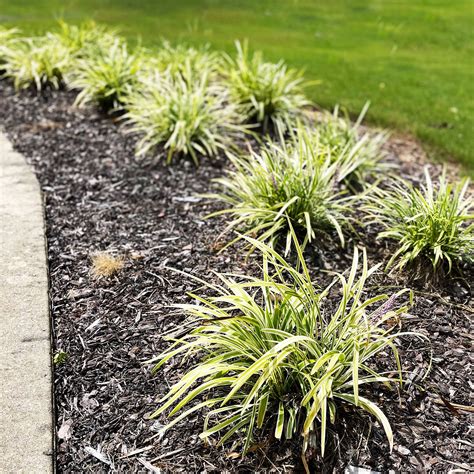 19+ Monkey Grass With Yellow Flower