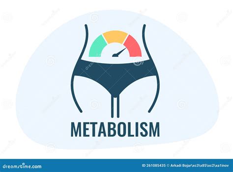 Metabolism Vector Illustration Labeled Chemical Energy Educational Scheme