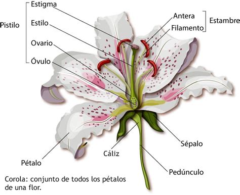 Actor Factura Til Para Que Sirven Las Partes De La Flor Equilibrio