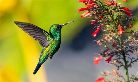 Colibrí Característas Habitat Significado Sueños Y Curiosidades