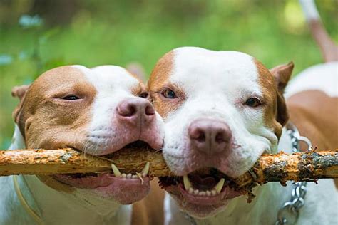 Angry Pitbull Stock Photos, Pictures & Royalty-Free Images - iStock